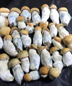 Buy Penis Envy Mushrooms strain