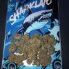 Buy Sharklato Exotic Strain